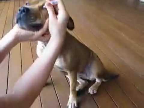 how to patch a dogs eye