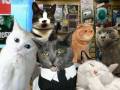Catz TV Project 2