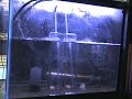 Pterapogon kaudernii - Bangaii Cardinalfish eggs incubation