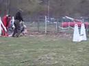 RCCDISH - Flyball