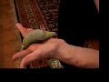 Bean does a stupid pet trick 2 Bean does a stupid pet trick 2