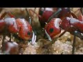 African beetles beat the heat in the Sahara desert - BBC wildlife
