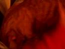All 3 pets on mom2!! Icon