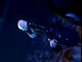 Pascal obispo Le chanteur ideal