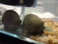 Blue Mystery Snails Blue Mystery Snails