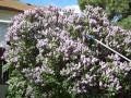 Colorado Miller Moths invade a lilac bush - YouTube