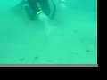 Scallop swimming Scallop swimming