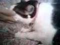 cat massage