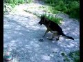 Il cane di Phorno non è molto a...