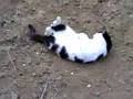 gigi gatto mucca