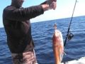 Big grondin au tai jigging...