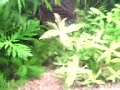 Meu aquario plantado de apenas 70cm. É apaixonante e pretendo futuramente ter um bem maior   =DViva a aquariofiliaaaa !! 