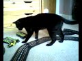 cat and a scalectrix