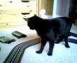cat and a scalectrix