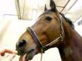 What a horse will do for... Bekijk video