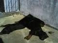 V�deo My adorable Rotties ! - RC Las Ballenas y El Progreso 