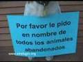 Pets and Animals league 1 of 2007-10-26