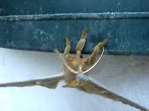 Polyphemus Moth