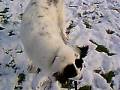 2008-12-23 | Janosch im Dezember ~> Unser Landseer Janosch im Schnee in Berchtesgaden ... (01:11)