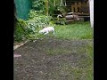 belem dogo belem dogo