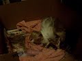 Chinese Crested Dog Whelping Her First Litter of Puppies - Live Birth