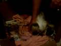 Chinese Crested Dog Whelping Her First Litter of Puppies - Live Birth