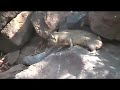 Rock Hyraxes of Baringo Rock Hyraxes of Baringo