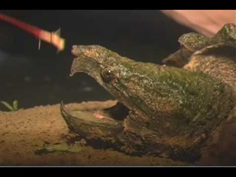 Alligator Snapping Turtle