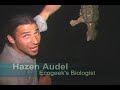 Alligator Snapping Turtle