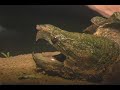 Alligator Snapping Turtle