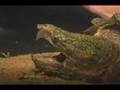 Alligator Snapping Turtle