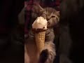 chaton mange la glace