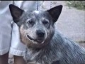 Elsie the Dog