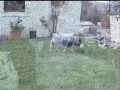 Elsie the Dog