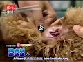 chong wu da ren-xiao zhu luo zhi xiang
