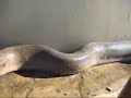World's biggest snake