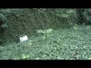 the plant