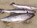RFID Fishing: Outrageous Sunsets and Fish (E0120007007B46B9)