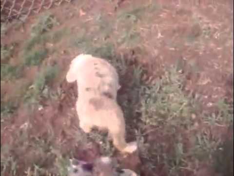 halfpintaussies.com