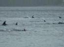 Dolphins in Ngaio Bay