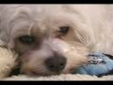 animals (140) animals (140)