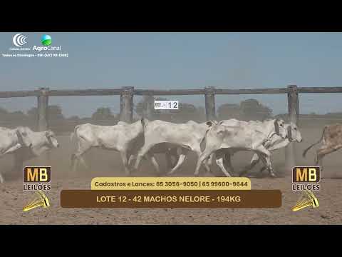 554� LEIL�O VIRTUAL MB LEIL�ES