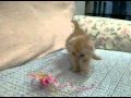 �����ƥ��å���ե�����ɻ�ǭ�����:YouTube������=54��