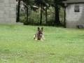 videos de Jabina Penélope Obedience Training