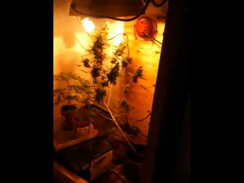 how to grow with a 150 watt hps