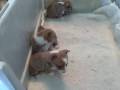 videos de Ellie + Fonzie Pups playing