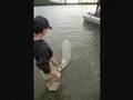 GIANT  STURGEON -dino fishing