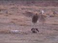 Sharptail Grouse Fight on Dancing Grounds