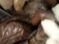 ANATOMIA CEU CAVIDAD TORACICA