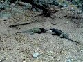 Pelea Iguanas Lago Enriquillo